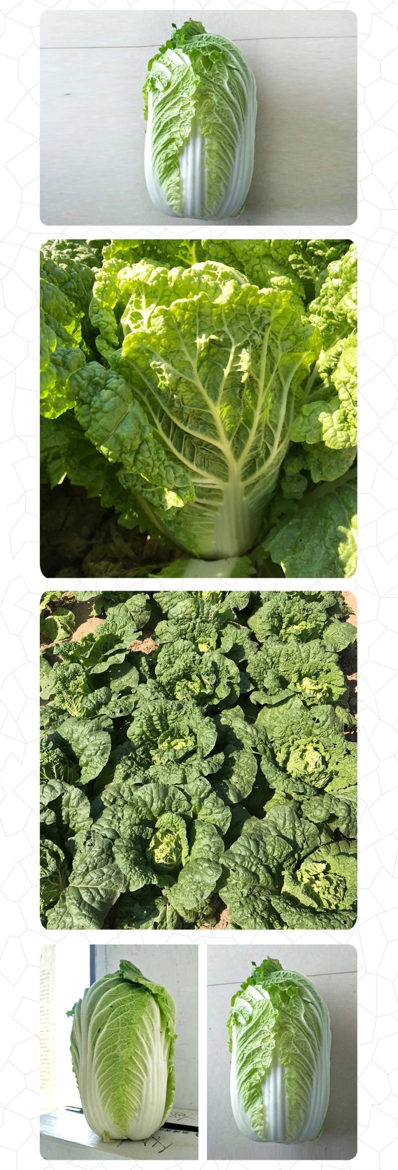 中科茂华蔬菜种子60秋美味白菜种子早熟高品质