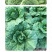 中科茂华蔬菜种子60秋美味白菜种子早熟高品质