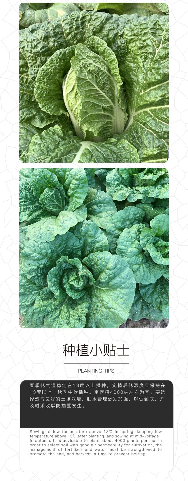 中科茂华蔬菜种子60秋美味白菜种子早熟高品质