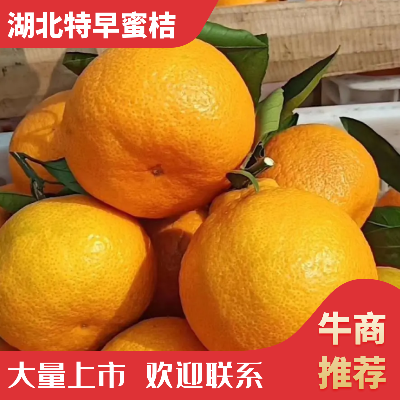 柑桔蜜桔湖南柑橘可视频看货挂树鲜果零售勿扰