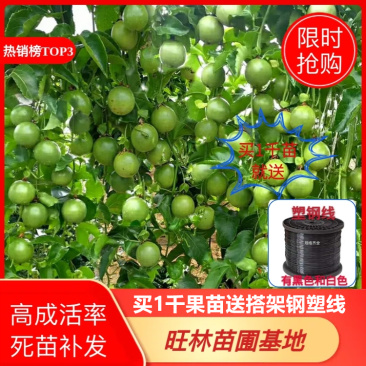 【国庆大促】广西玉林黄金百香果苗芭乐味脱毒无病苗易活好管