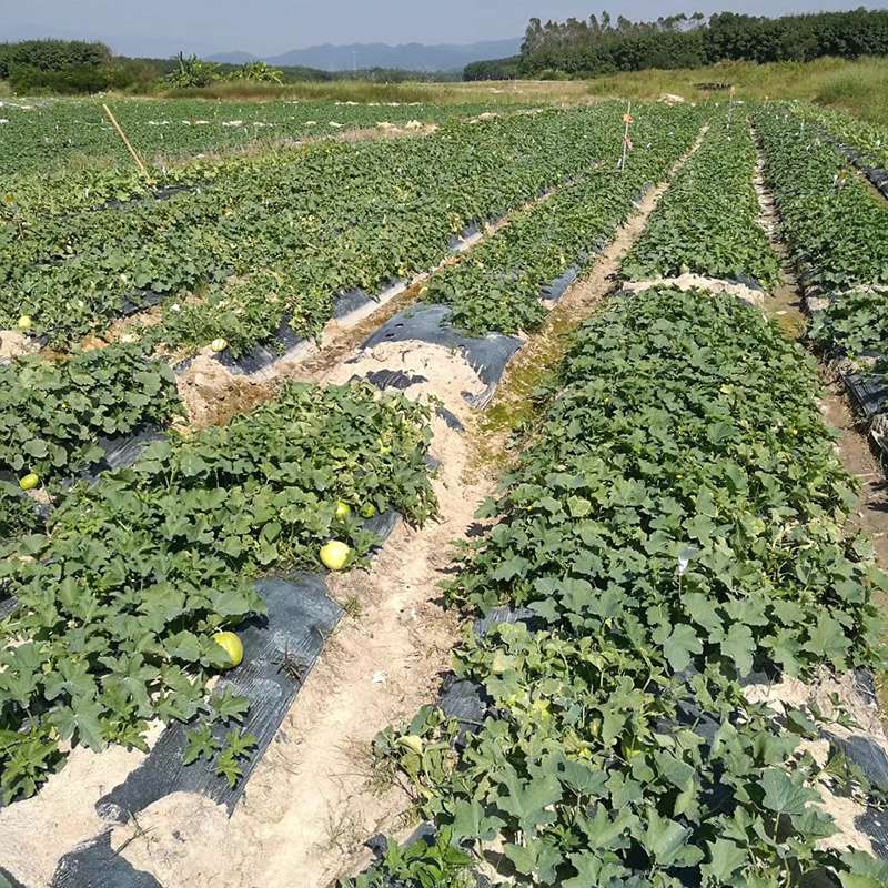 中科茂华瓜果种子茂华甜美甜瓜种子椭圆带绿黄润绿润白肉红瓤
