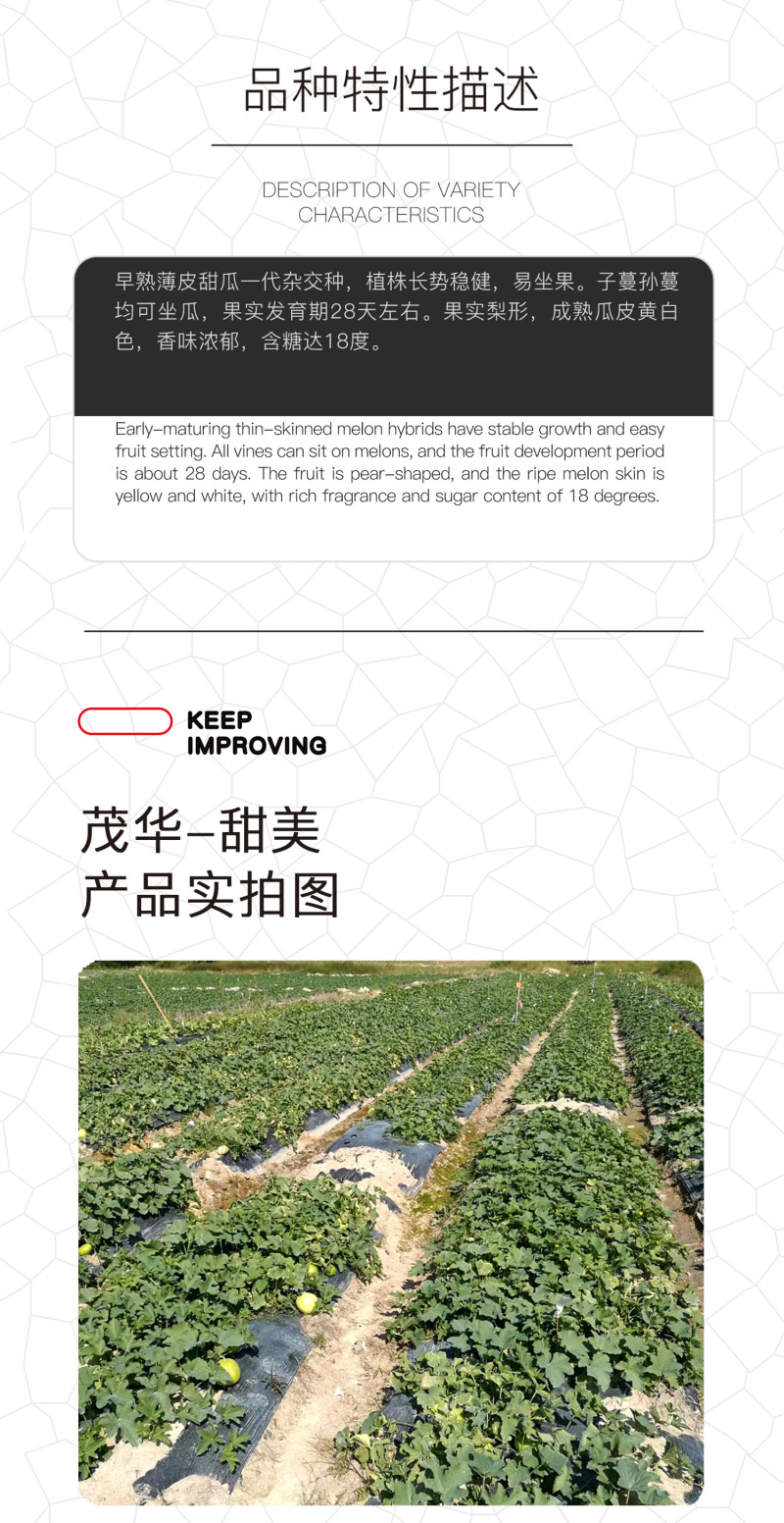 中科茂华瓜果种子茂华甜美甜瓜种子椭圆带绿黄润绿润白肉红瓤