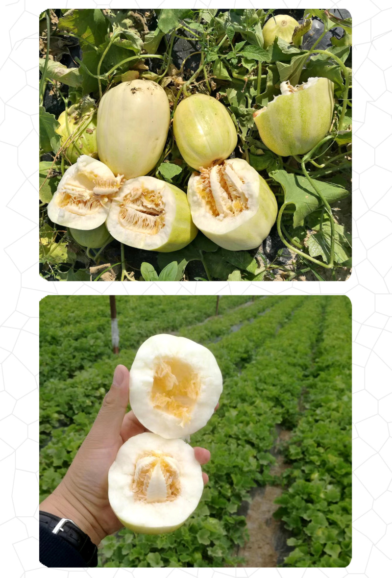 中科茂华瓜果种子茂华甜美甜瓜种子椭圆带绿黄润绿润白肉红瓤