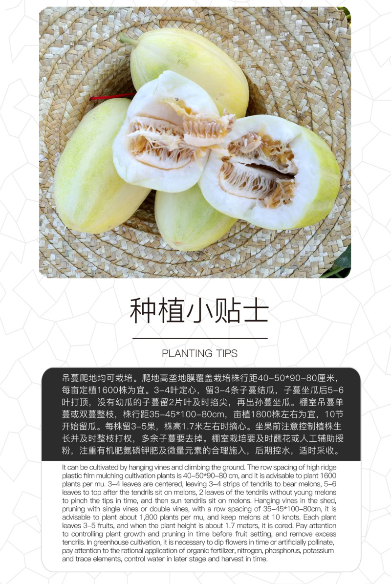 中科茂华瓜果种子茂华甜美甜瓜种子椭圆带绿黄润绿润白肉红瓤