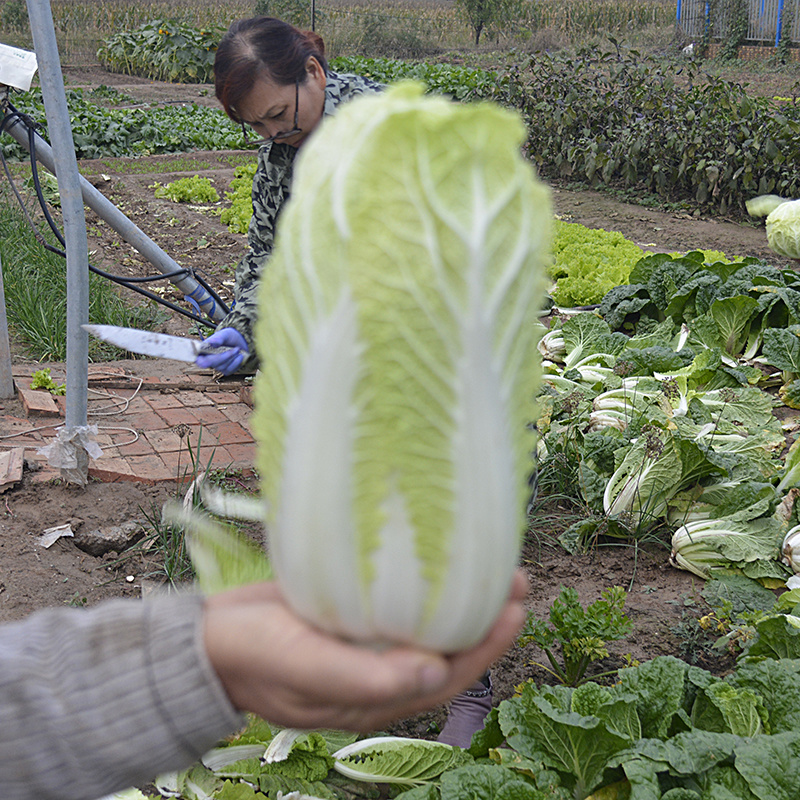中科茂华蔬菜种子迷你金娃娃黄芯白菜无筋无纤维高品质生长快