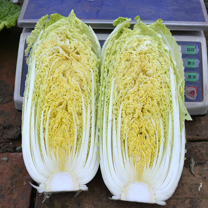 中科茂华蔬菜种子迷你金娃娃黄芯白菜无筋无纤维高品质生长快