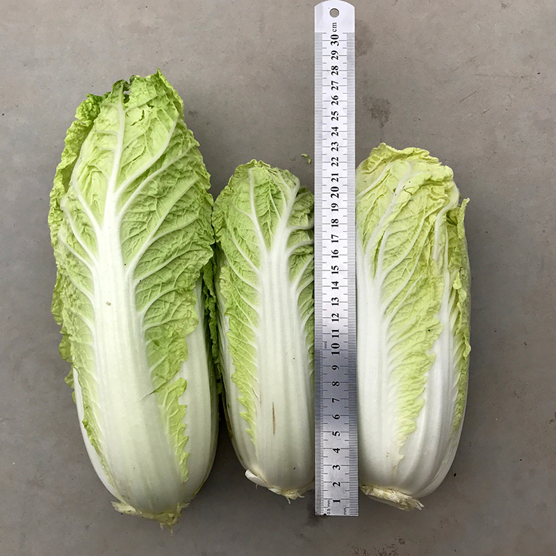 中科茂华蔬菜种子迷你金娃娃黄芯白菜无筋无纤维高品质生长快