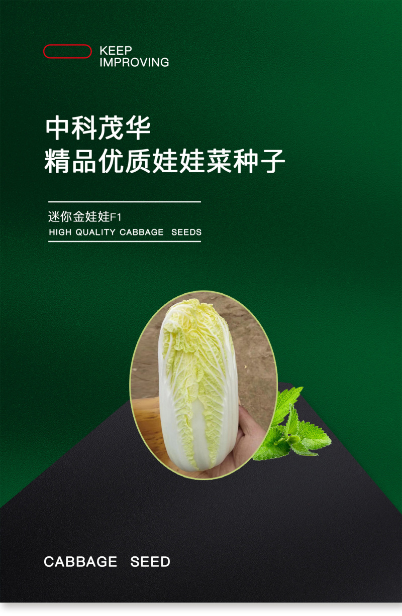 中科茂华蔬菜种子迷你金娃娃黄芯白菜无筋无纤维高品质生长快
