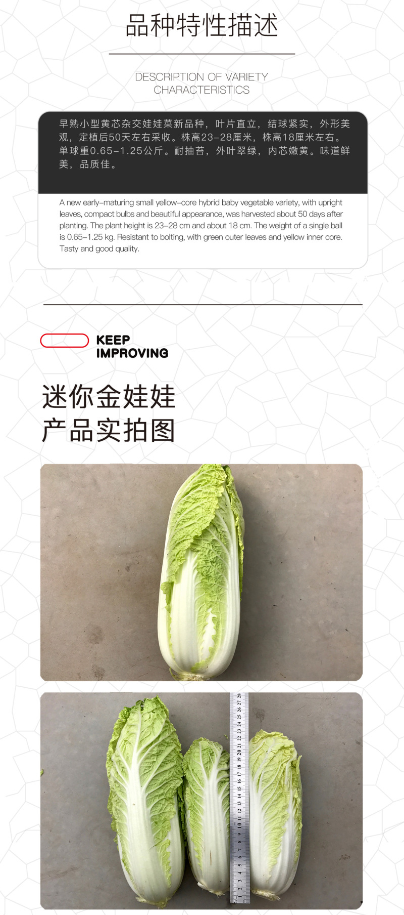 中科茂华蔬菜种子迷你金娃娃黄芯白菜无筋无纤维高品质生长快