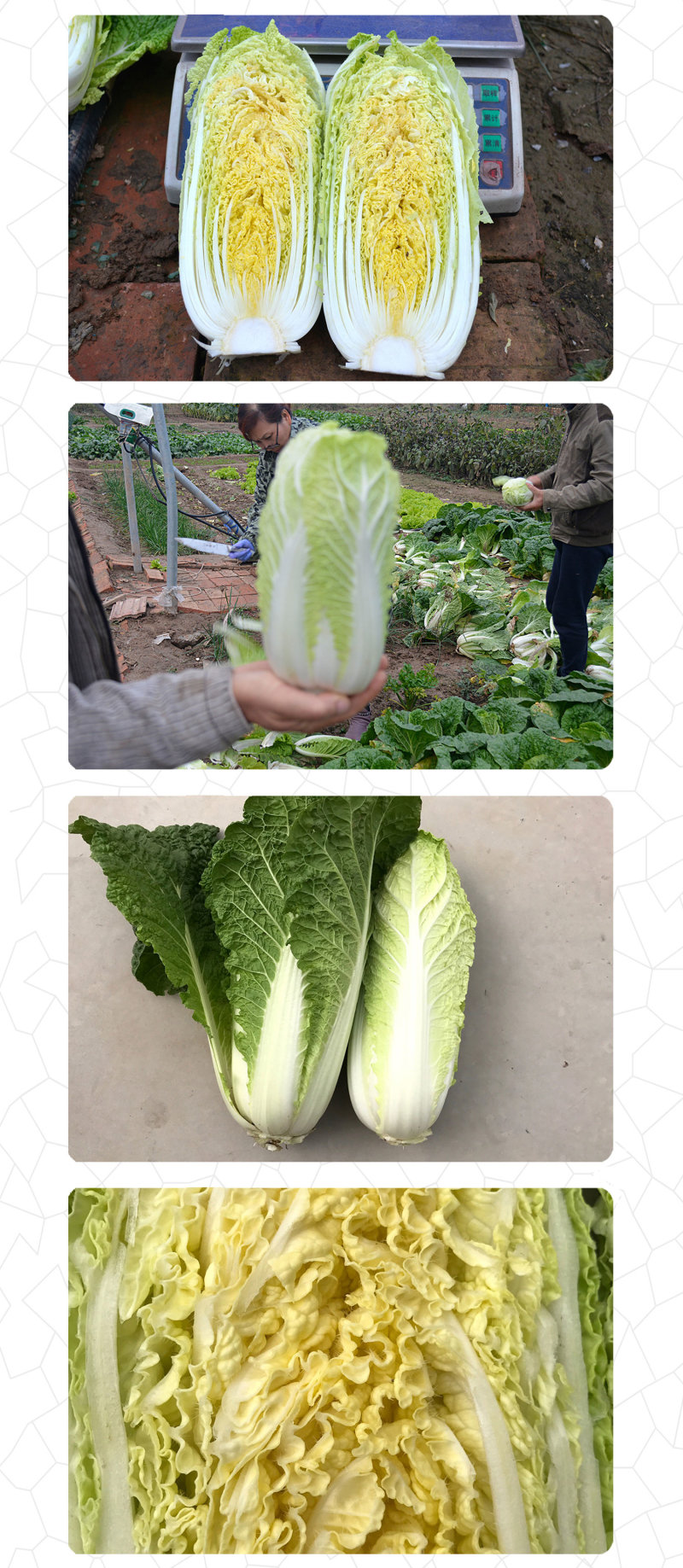 中科茂华蔬菜种子迷你金娃娃黄芯白菜无筋无纤维高品质生长快