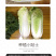 中科茂华蔬菜种子迷你金娃娃黄芯白菜无筋无纤维高品质生长快