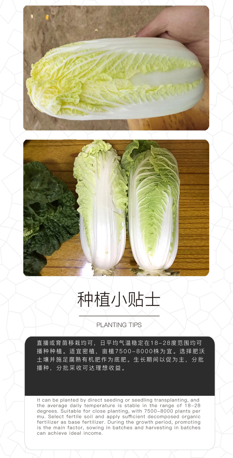 中科茂华蔬菜种子迷你金娃娃黄芯白菜无筋无纤维高品质生长快