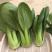 中科茂华蔬菜种子欧诺德109杂交青梗菜种子耐湿热家庭园艺