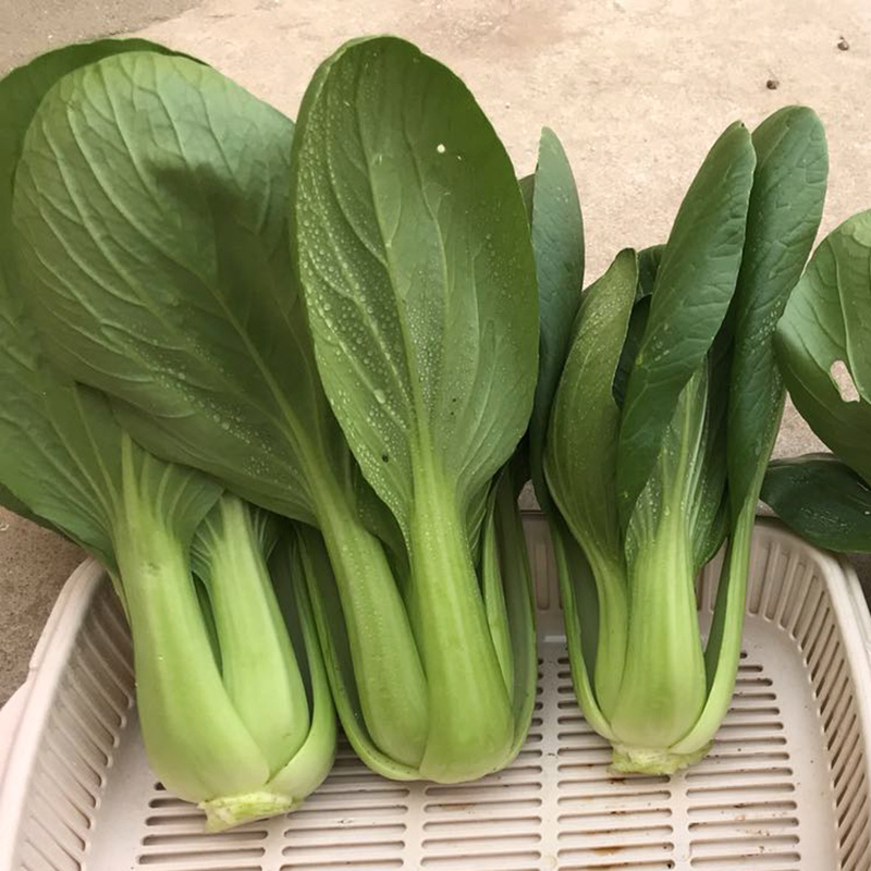 中科茂华蔬菜种子欧诺德109杂交青梗菜种子耐湿热家庭园艺