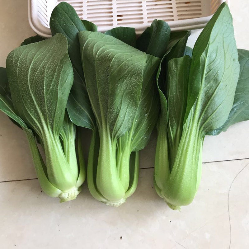中科茂华蔬菜种子欧诺德109杂交青梗菜种子耐湿热家庭园艺