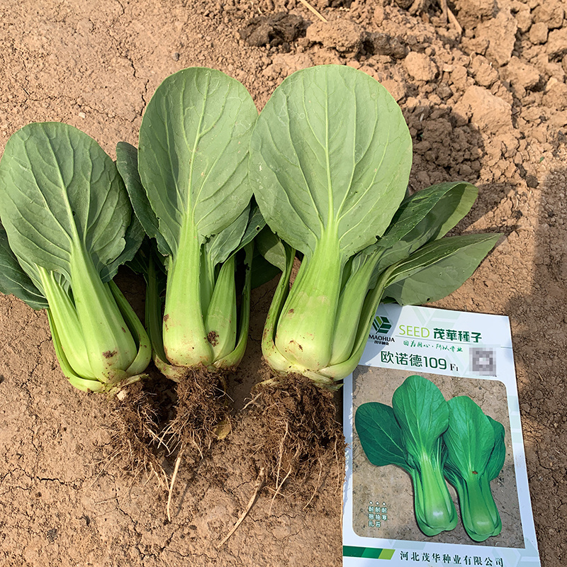 中科茂华蔬菜种子欧诺德109杂交青梗菜种子耐湿热家庭园艺