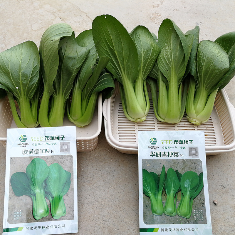 中科茂华蔬菜种子欧诺德109杂交青梗菜种子耐湿热家庭园艺