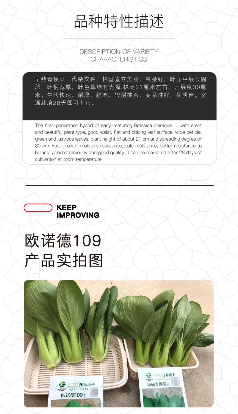中科茂华蔬菜种子欧诺德109杂交青梗菜种子耐湿热家庭园艺