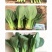 中科茂华蔬菜种子欧诺德109杂交青梗菜种子耐湿热家庭园艺