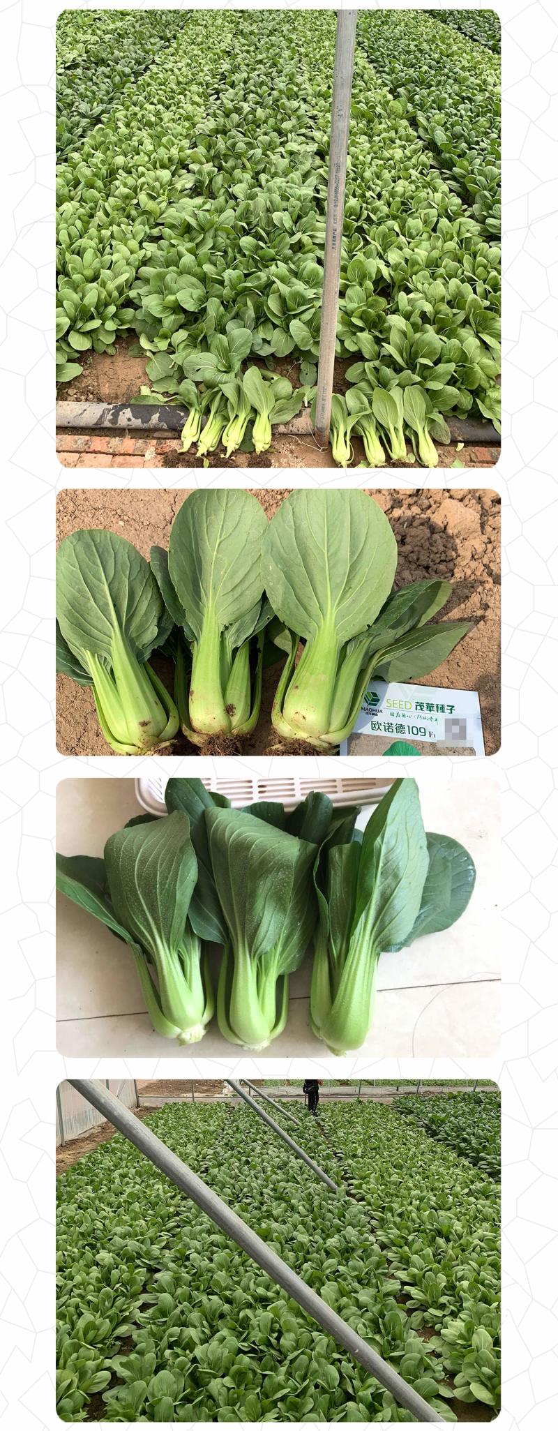 中科茂华蔬菜种子欧诺德109杂交青梗菜种子耐湿热家庭园艺