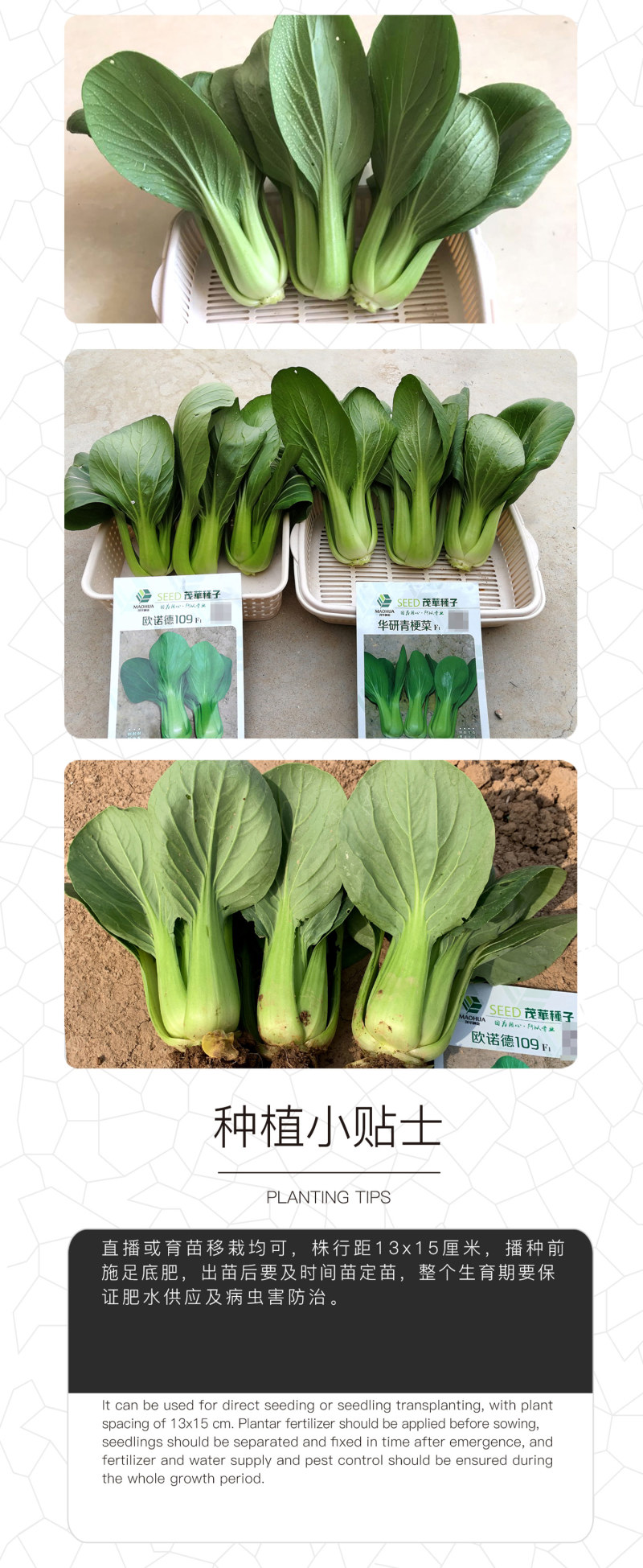 中科茂华蔬菜种子欧诺德109杂交青梗菜种子耐湿热家庭园艺