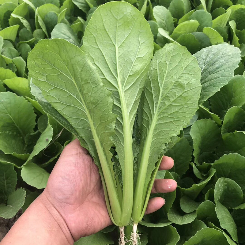 中科茂华蔬菜种子优速小白菜种子四季种植无绒毛小青菜种子
