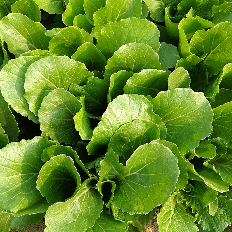 中科茂华蔬菜种子优速小白菜种子四季种植无绒毛小青菜种子