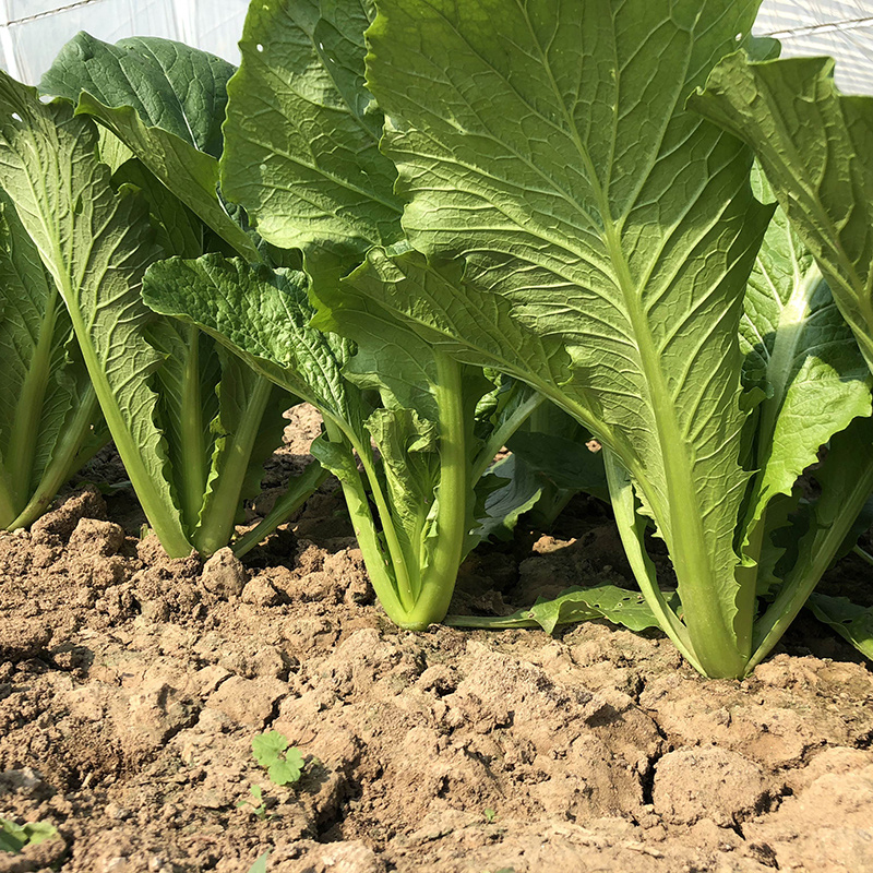 中科茂华蔬菜种子优速小白菜种子四季种植无绒毛小青菜种子