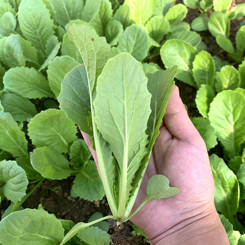 中科茂华蔬菜种子优速小白菜种子四季种植无绒毛小青菜种子