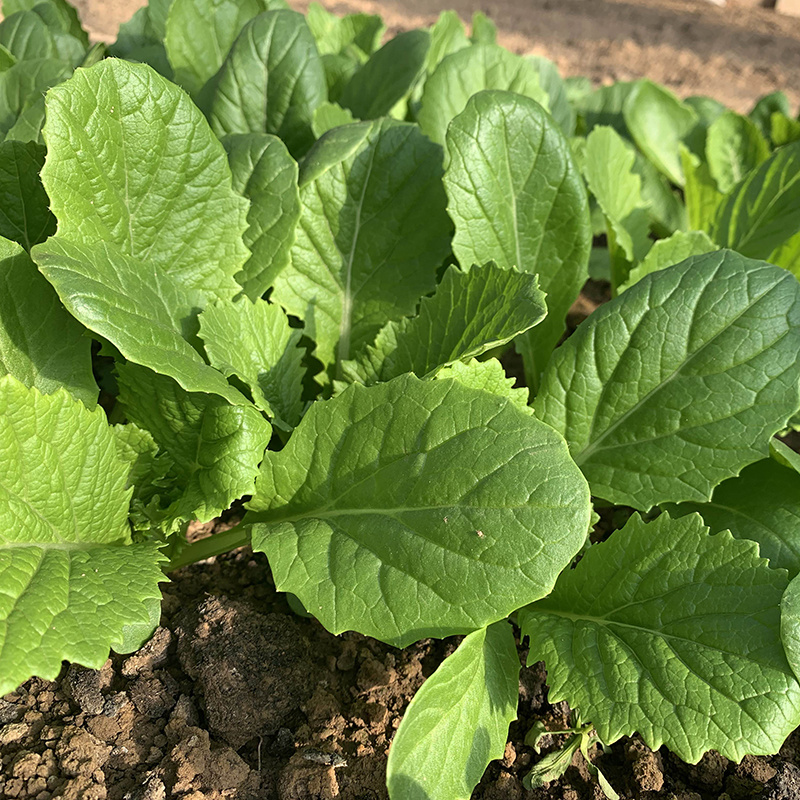 中科茂华蔬菜种子优速小白菜种子四季种植无绒毛小青菜种子
