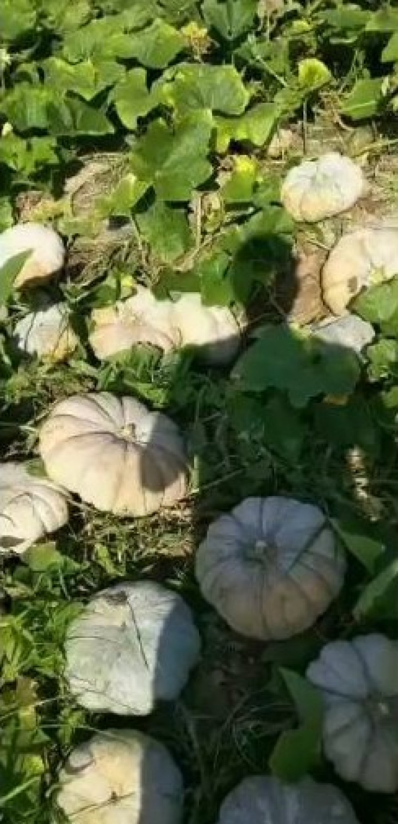 【南瓜】湖南正宗盘龙南瓜色泽鲜亮口感香甜常年供应
