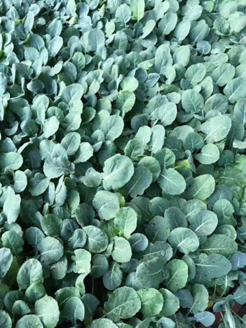 西兰花苗炎秀耐寒优秀西兰花种苗寿光育苗基地现苗有售