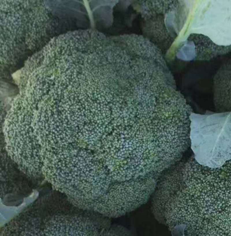 西兰花苗炎秀耐寒优秀西兰花种苗寿光育苗基地现苗有售
