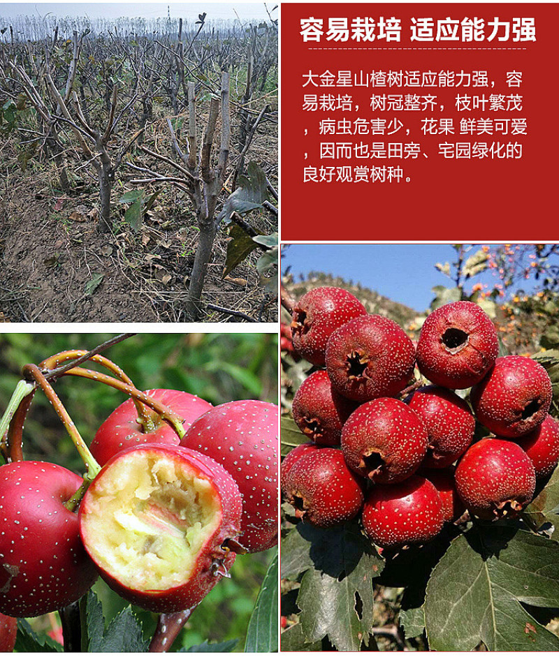 大金星山楂苗，个头大，口感好期待与您的合作