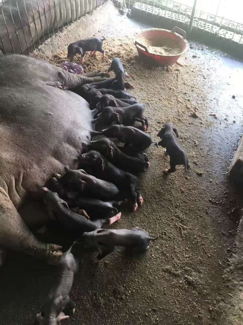 母猪湖南母猪高产太湖母猪包疫苗可视频看货