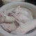 【推荐】冻乳猪冻乳猪烤乳猪规格齐全量大价优