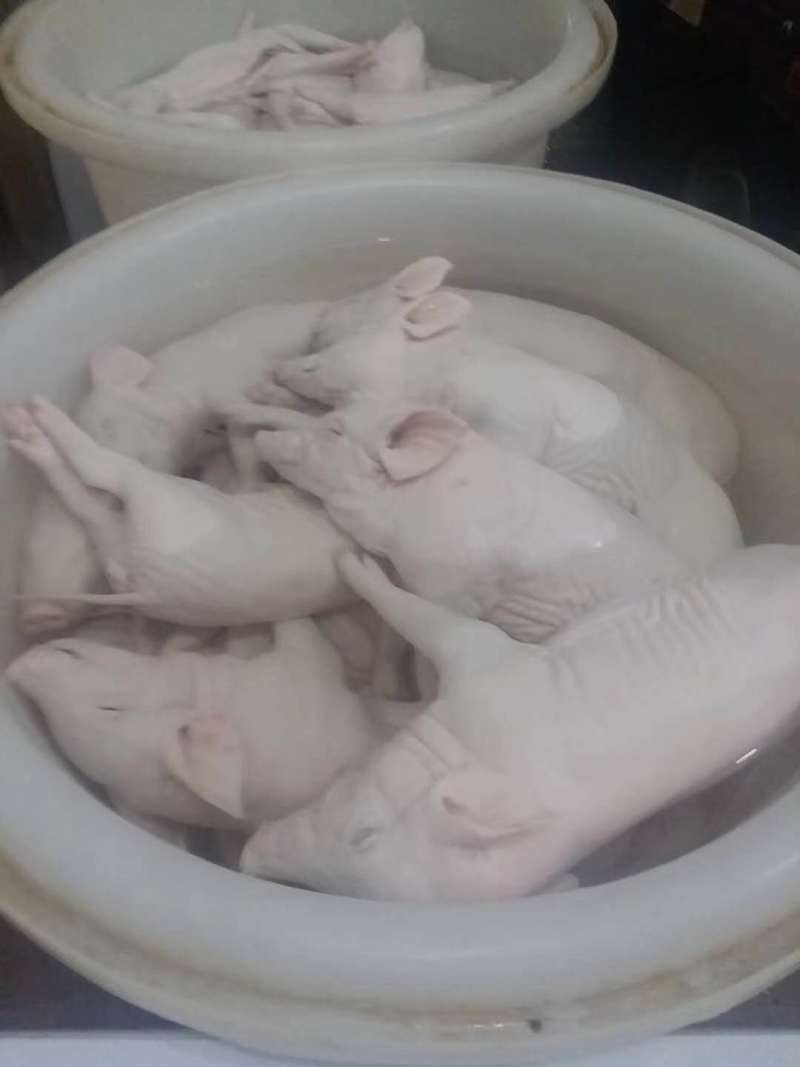 【推荐】冻乳猪冻乳猪烤乳猪规格齐全量大价优