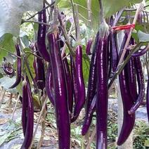 线茄苗批发嫁接长茄子苗紫红线茄子苗品种