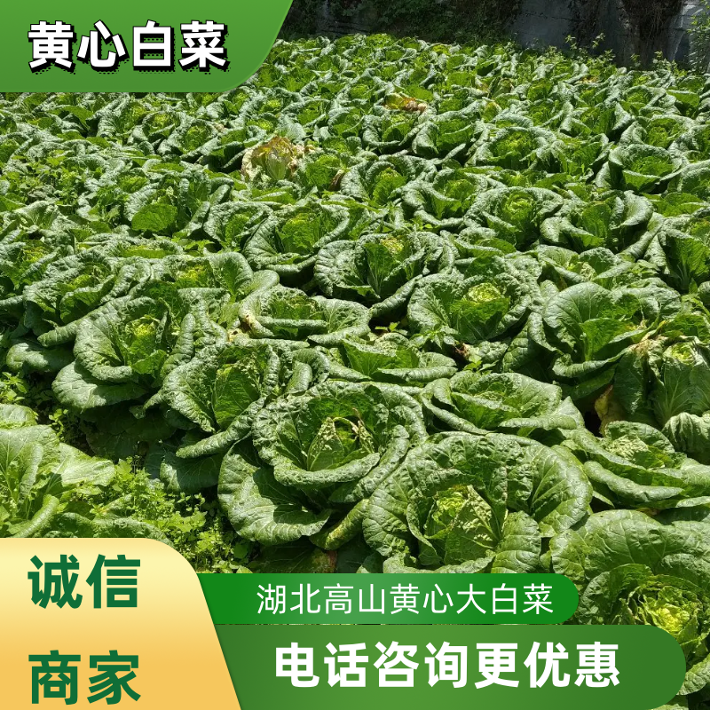 黄心白菜湖北优质黄心大白菜，基地直采，量大质优