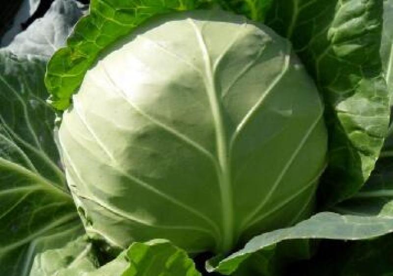 甘蓝苗批发穴盘甘蓝苗包菜苗大头菜苗西兰花苗