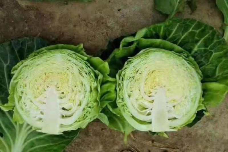 甘蓝苗预定包菜苗甘蓝苗批发现苗大量出售中
