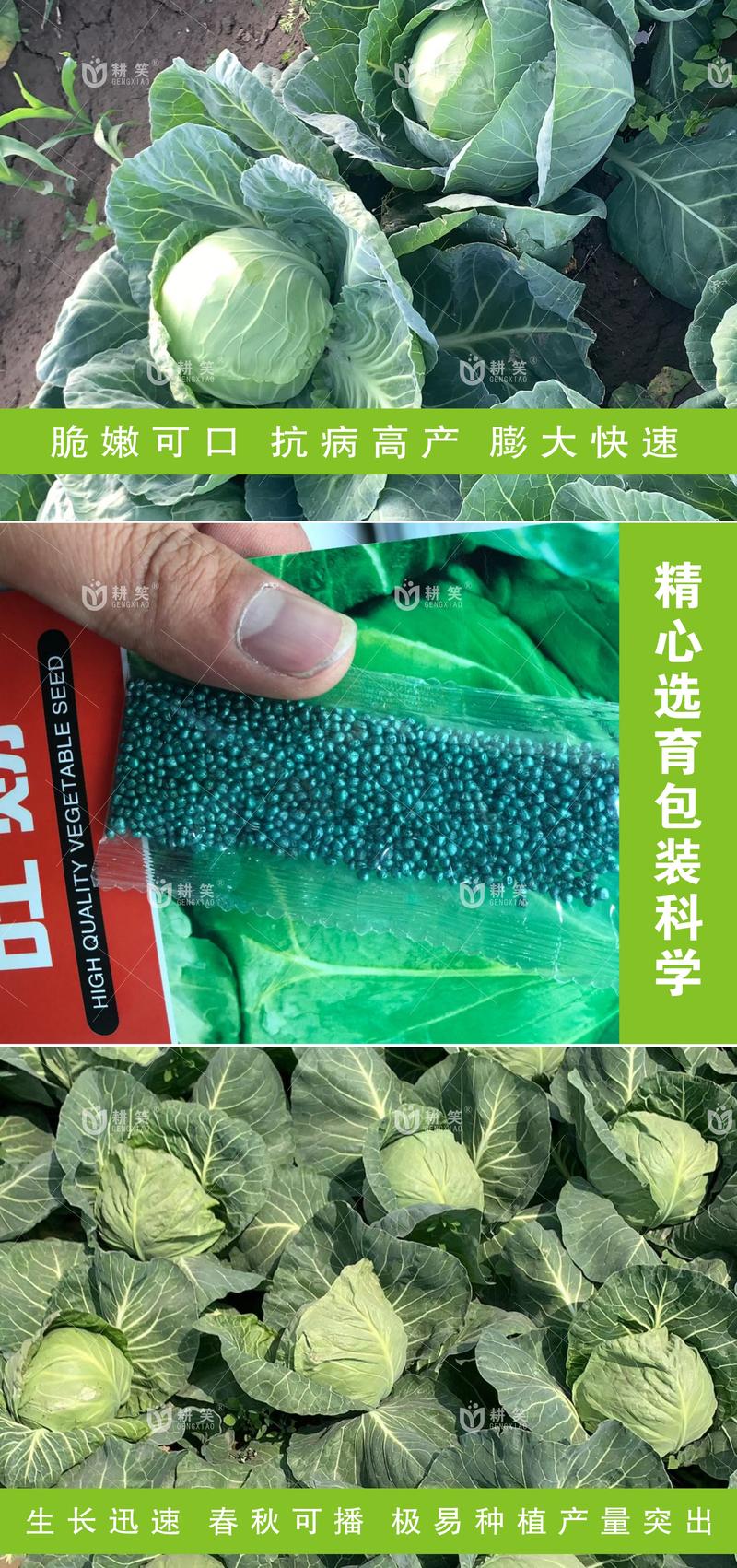 韩系进口甘蓝品种，甘蓝种子批发，基地供应