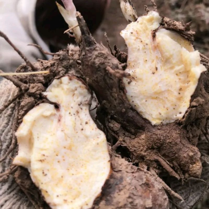 苍术苗北苍术种苗朱砂点1到2年苗大山里货源白术芽