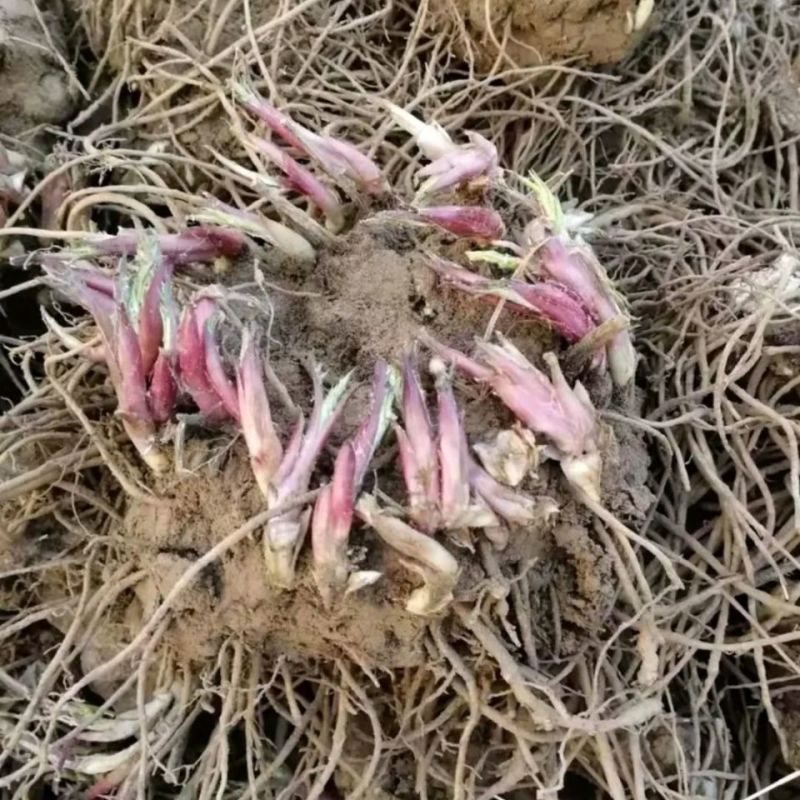 苍术苗北苍术种苗朱砂点1到2年苗大山里货源白术芽