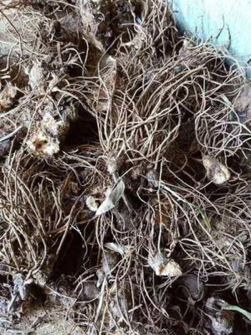 苍术苗北苍术种苗朱砂点1到2年苗大山里货源白术芽