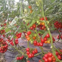 釜山88圣女果苗小番茄苗千禧果嫁接苗