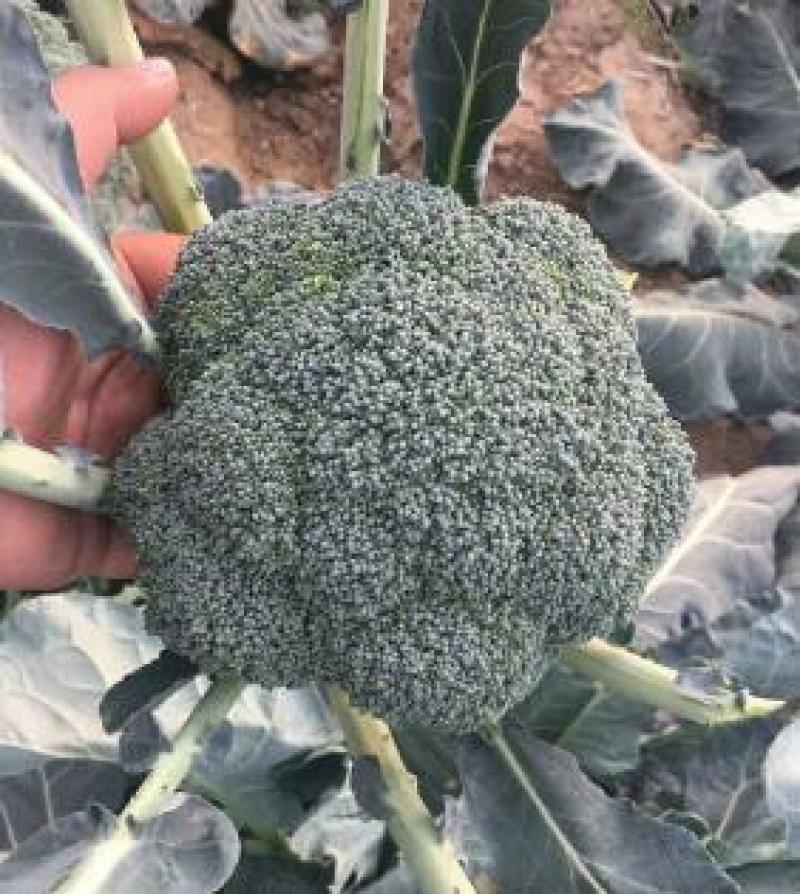 耐寒优秀西兰花苗穴盘西兰花苗青花菜苗耐低温