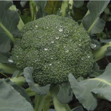耐寒优秀西兰花苗穴盘西兰花苗青花菜苗耐低温