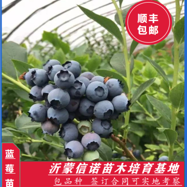 蓝莓苗常年供货基地直发包成活期待合作